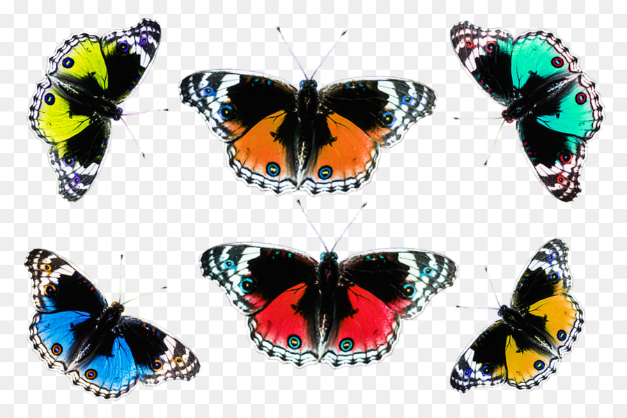 Spazzola zampe farfalle, Farfalla, Insetto - farfalla