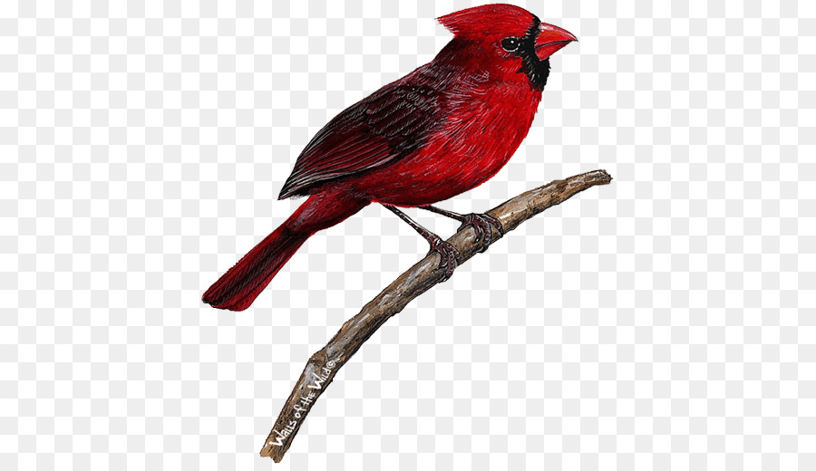 Uccello adesivo cardinale Nord - uccello