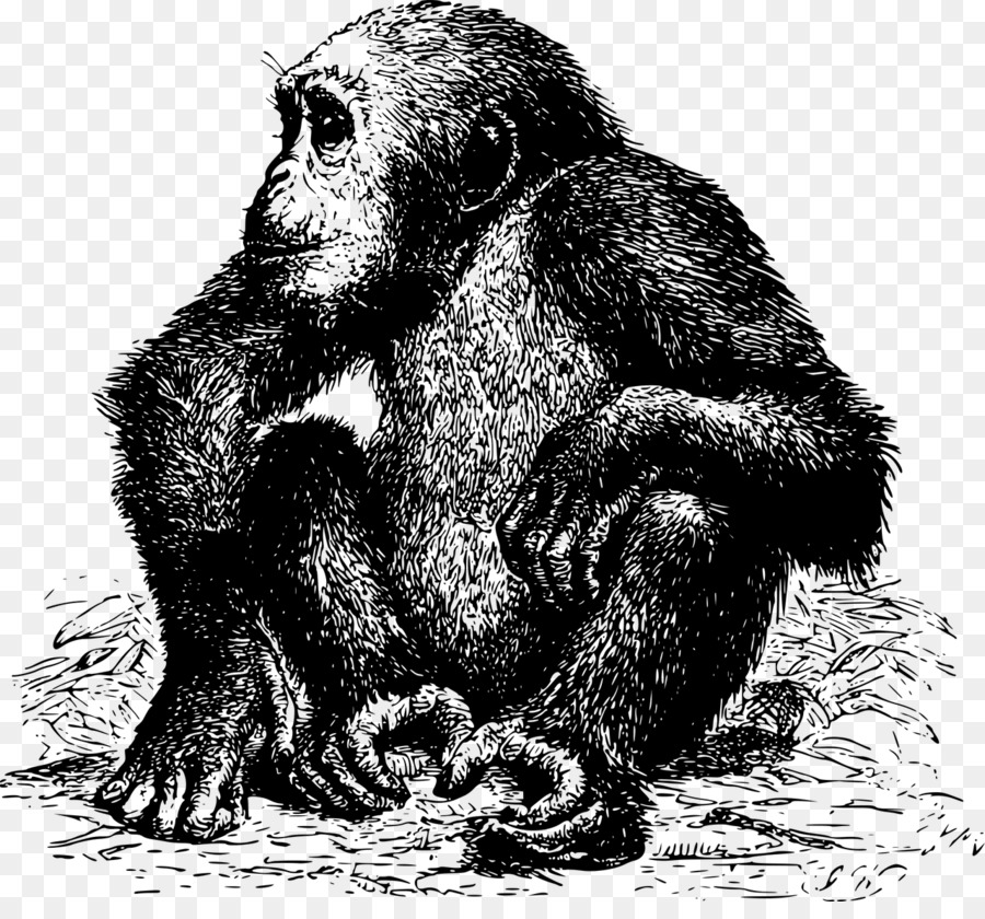 Gemeinsame Schimpanse Gorilla Affe Affen Orang Utan - Gorilla