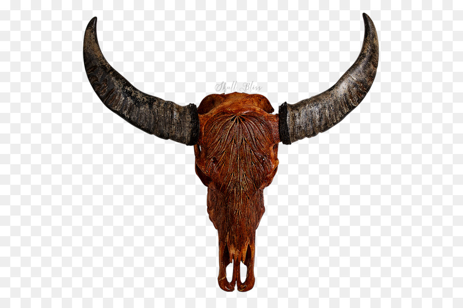 Rinder Horn Tierischen Schädel Bison - buffalo skull