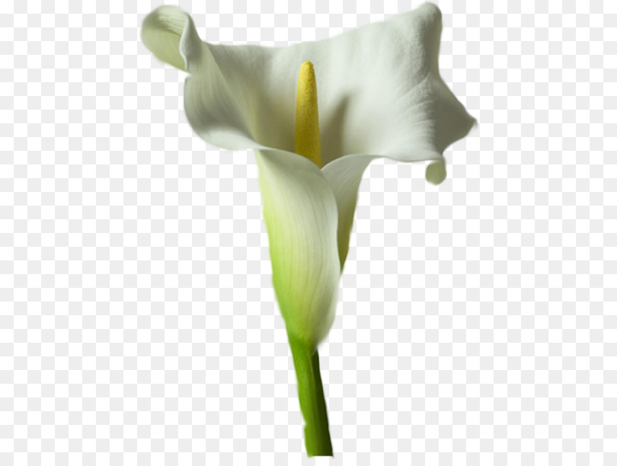 Arum Gigli Arum-giglio Fiore Lilium Tulip - fiore