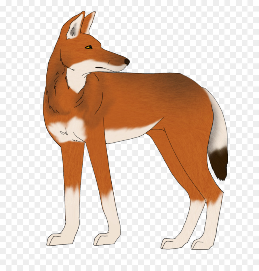 Red fox Cane lupo Etiope Disegno - cane