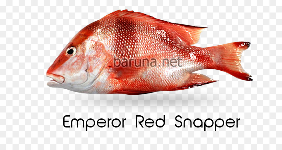 Northern red snapper Rote Kaiser Malabar Blut Cubera snapper snapper Lethrinidae - andere