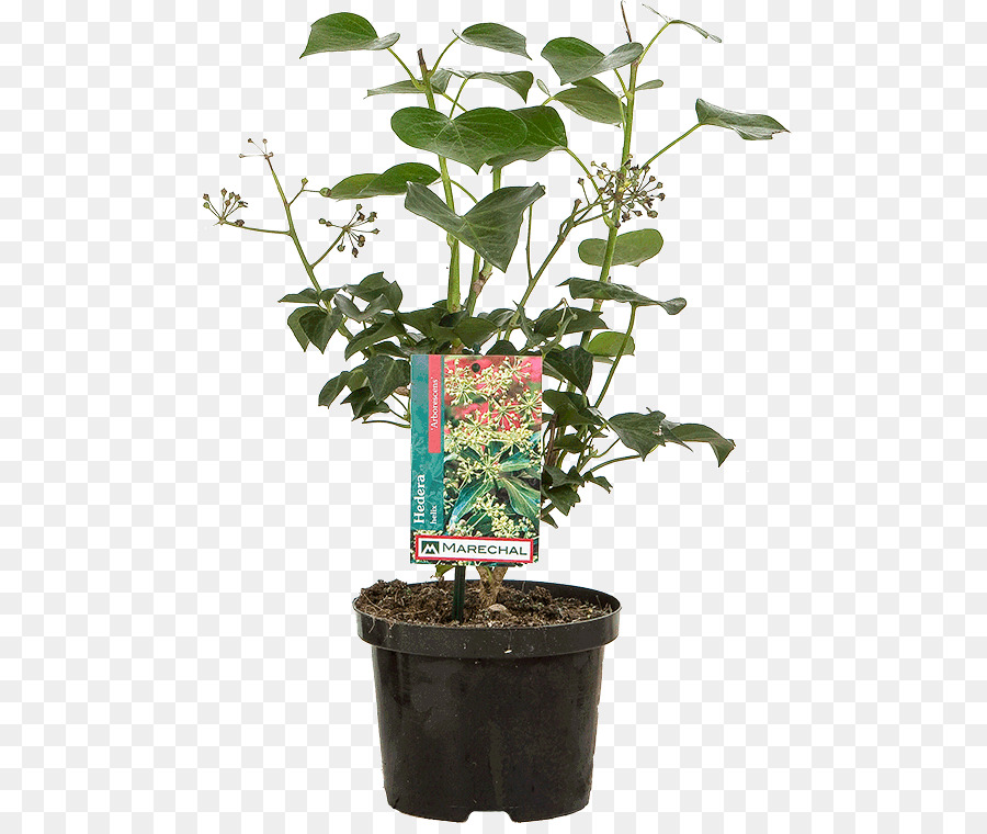 Vaso di Erbe pianta d'appartamento Arbusto staminali Vegetali - fiore