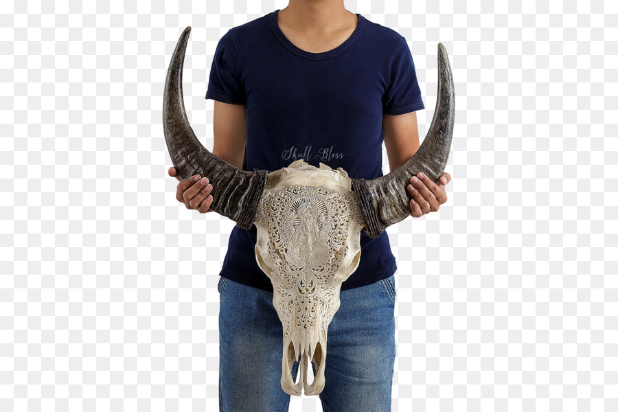 Shiva Vị Thần Sừng Bò Voi - buffalo sọ