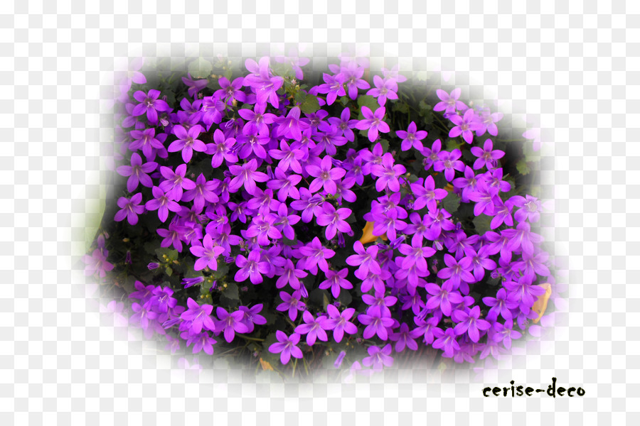Lavendel Landschaft Baum Theatralische Landschaft Blume - lila