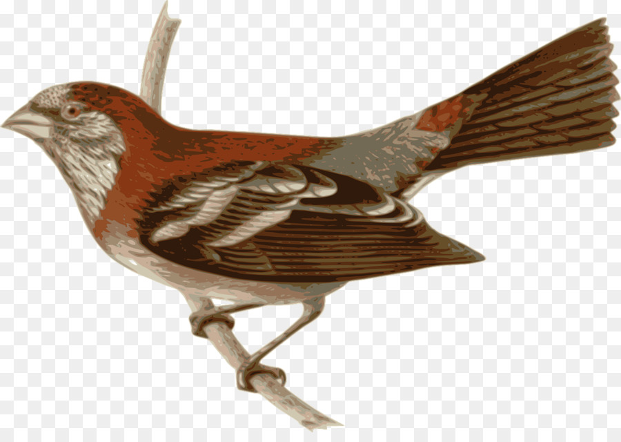 Chim hồng tước Clip nghệ thuật - con chim