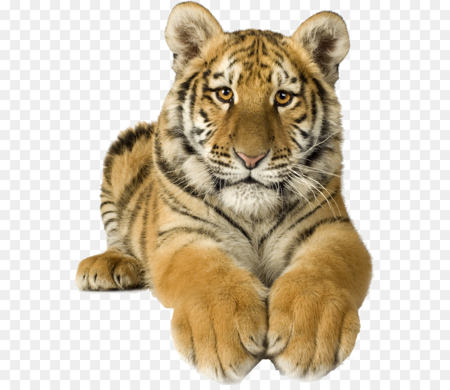Gatto tigre del Bengala Royalty-free Tigre Siberiana - gatto