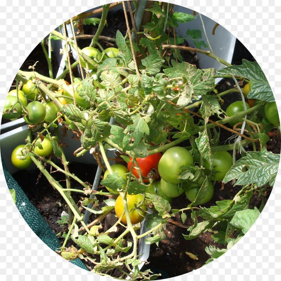 Busch Tomate Grüne Abfall Kompost Essen - Bio Müll