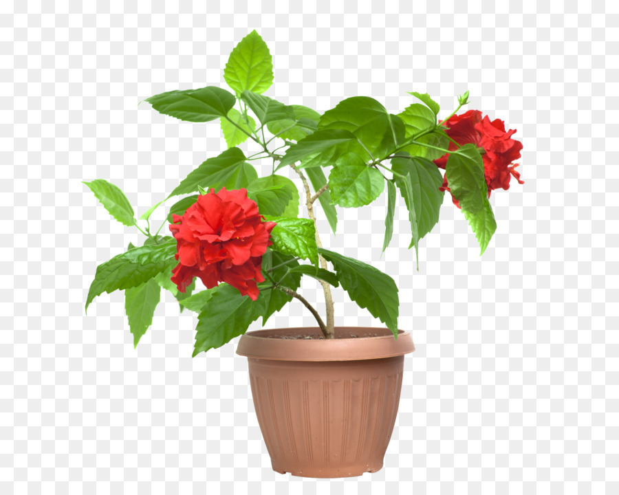 Fiori recisi Shoeblackplant Vaso pianta d'appartamento - fiore