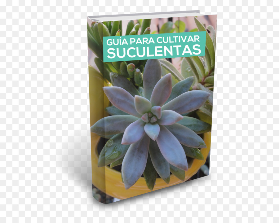erba - succulente