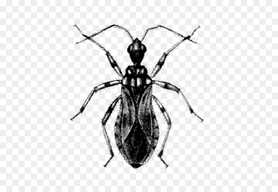 Punteruolo Heteroptera Sphaeridopinae Beetle bug Letto - scarabeo