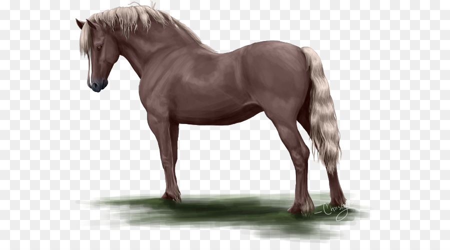 Bờm Ngựa Mustang Mare Kiềm - Lori và lorikeets