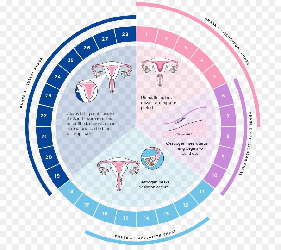 Menstrual Cycle Blue png download - 794*793 - Free Transparent Menstrual  Cycle png Download. - CleanPNG / KissPNG