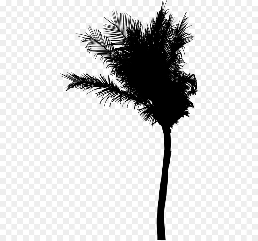 Asiatische palmyra palm Silhouette Arecaceae - Silhouette