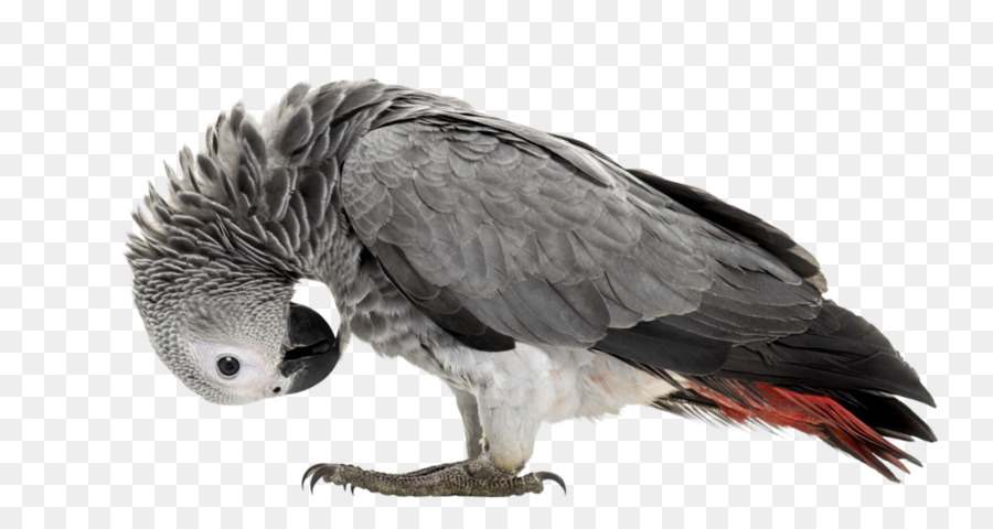 Weißkopfseeadler Papagei-Wellensittich-Hund - Papagei