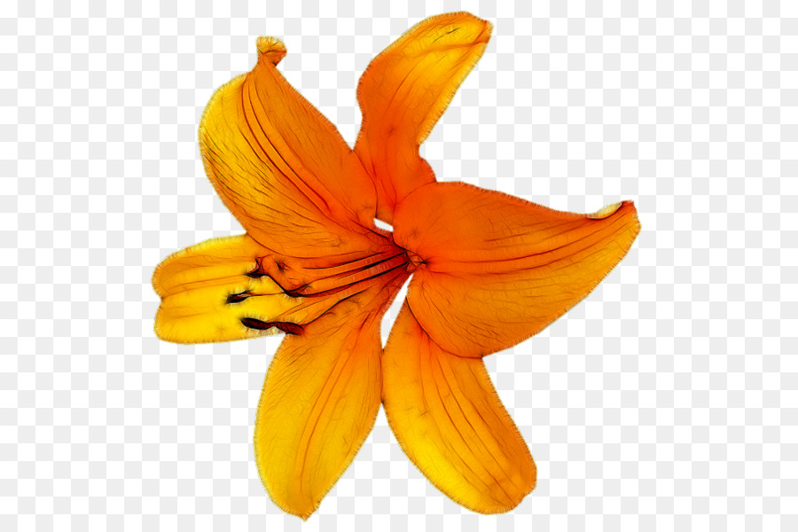 Blütenblatt Orange - Blume
