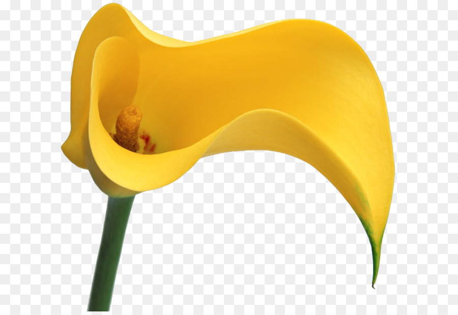 Fiore di Palude arum Clip art - fiore