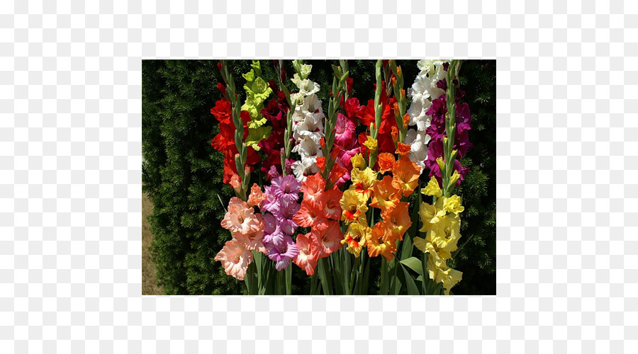 Gladiolus fiori recisi Pianta a Bulbo Coppertips - Gladiolo