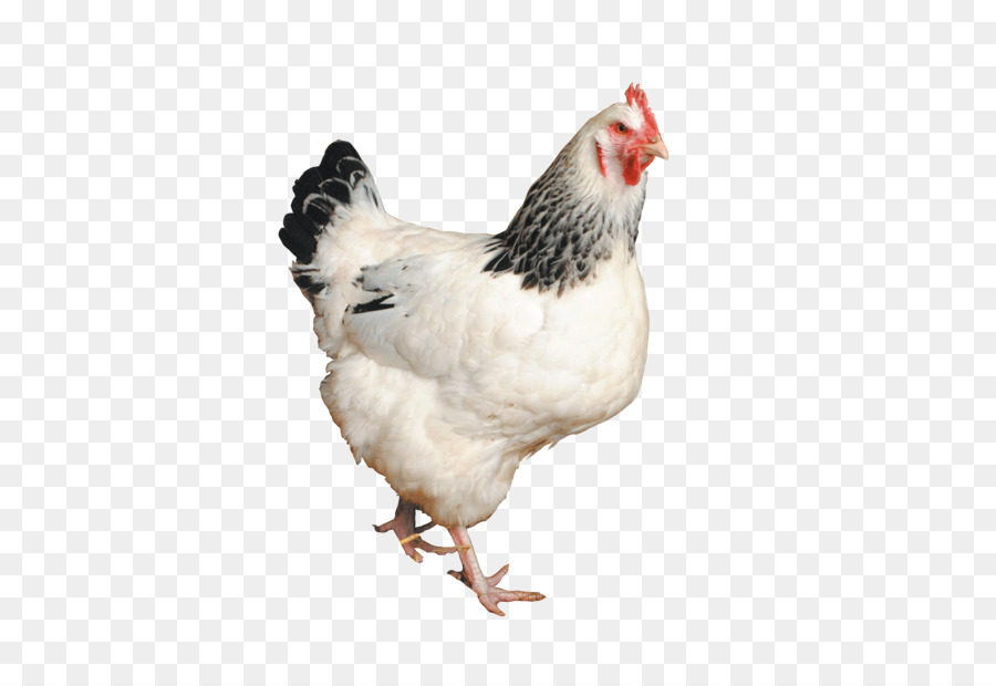 Rooster Sussex gà Hen gia Cầm thức Ăn - những người khác