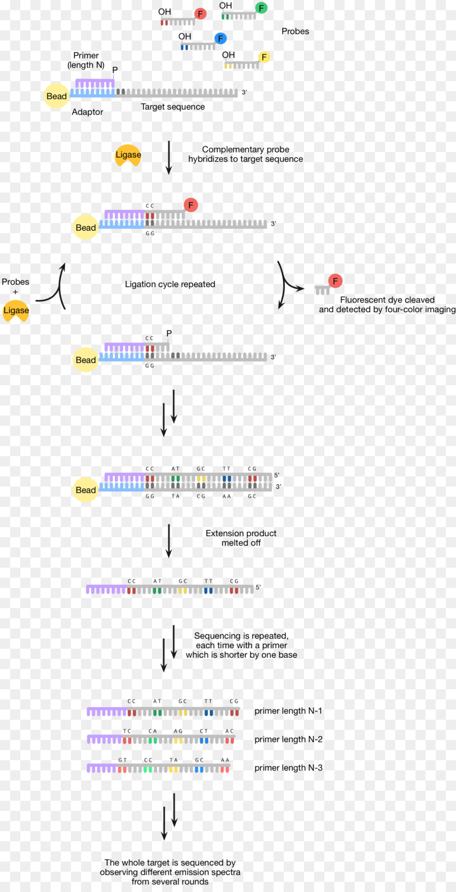 Human Genom Projekt die Sequenzierung durch ligation DNA Sequenzierung ABI Solid Sequencing Massive parallel sequencing - andere