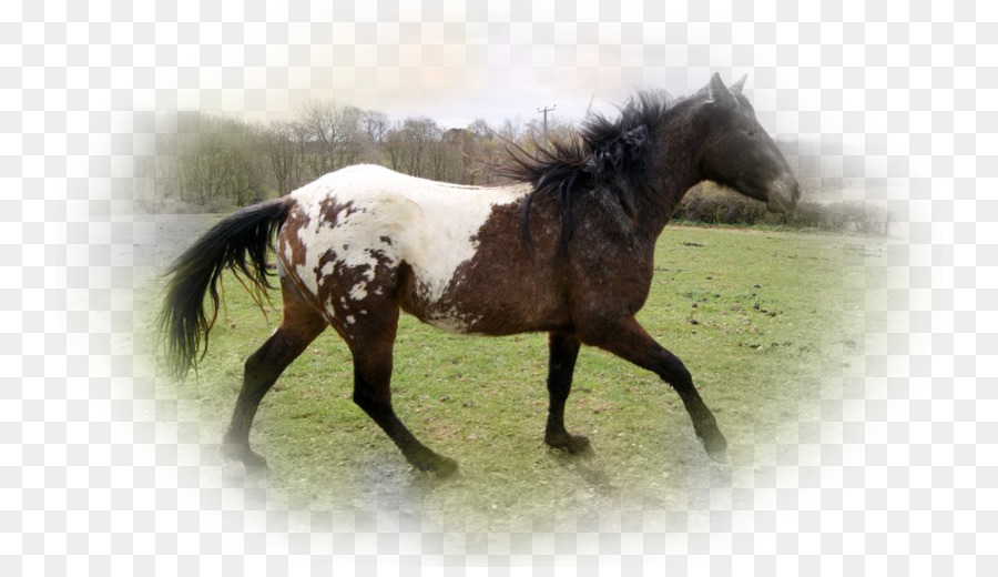 Con Ngựa Mustang Mare Dây Cương - mustang