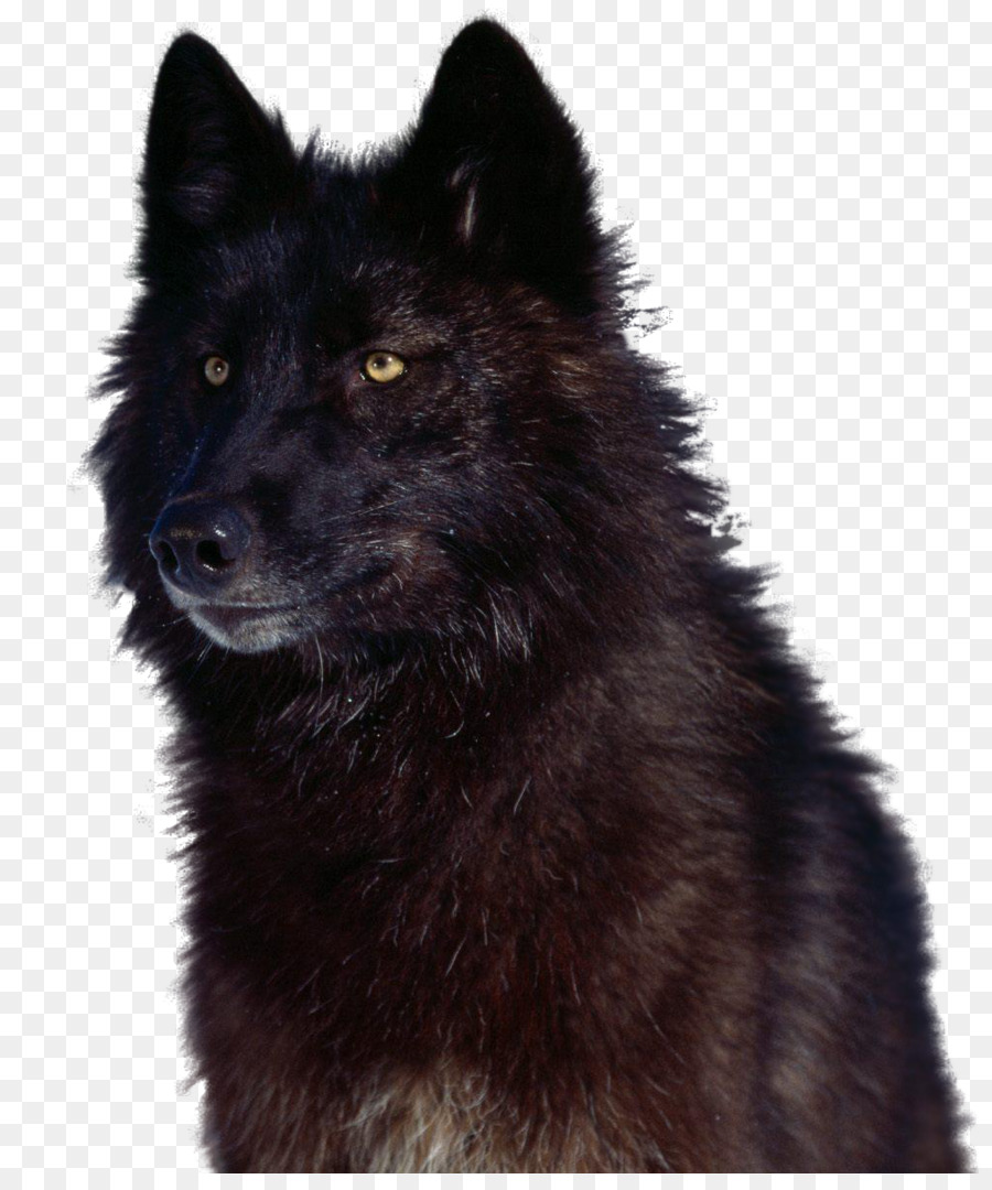 Canada Eskimo chó đức Spitz vừa Eurasier côn Minh giống chó giư trừu Shiloh con chó Chăn cừu - wolf nga