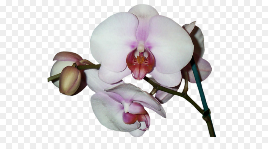 Phalaenopsis equestris fiori recisi, Orchidee, Petalo Asia 2000 Orchidee Blanche - altri