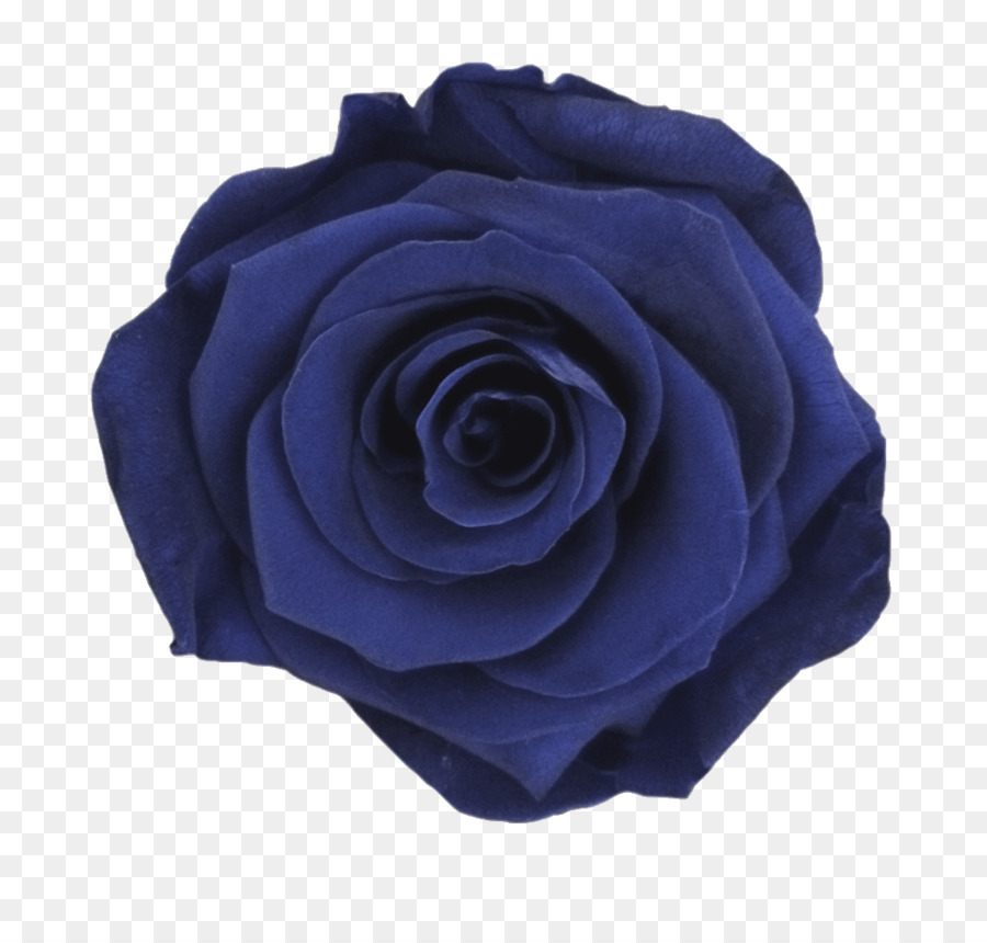 Garten-Rosen rose Farbe Blau - Rose