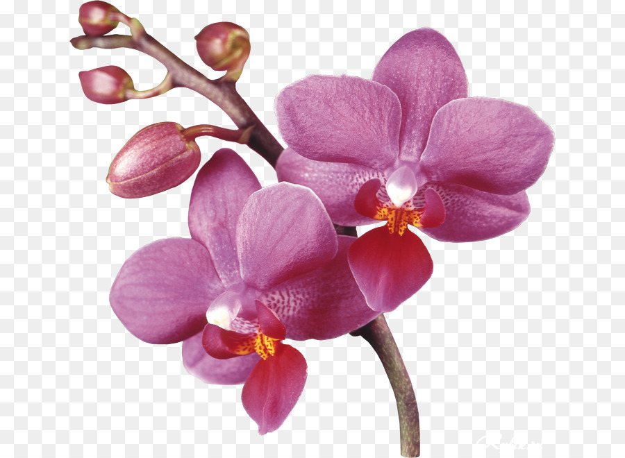 clip art - orchidee viola