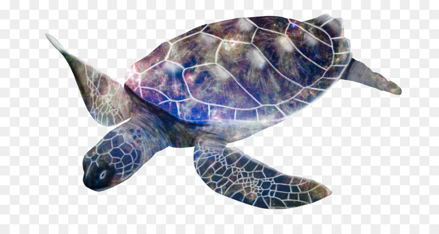 Loggerhead sea turtle Box Schildkröten Leatherback sea turtle - Schildkröte