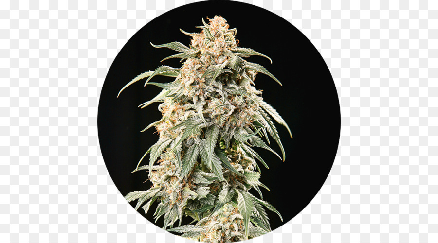 Autoflowering cannabis Haze Samenbank - Autoblühende Cannabis