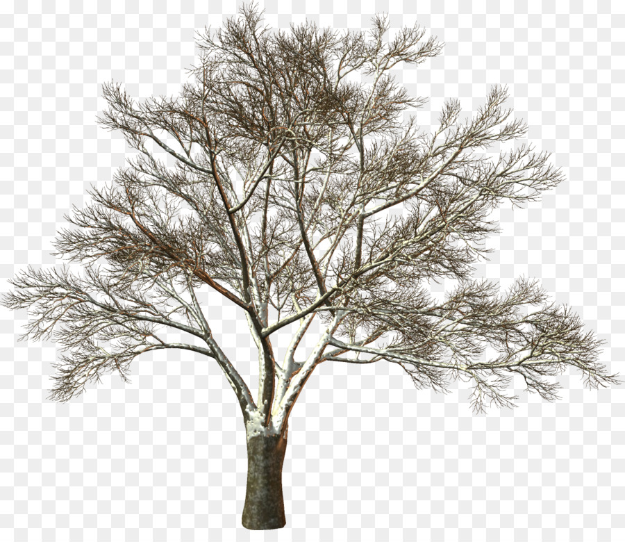 bianco - morto, albero, tronco