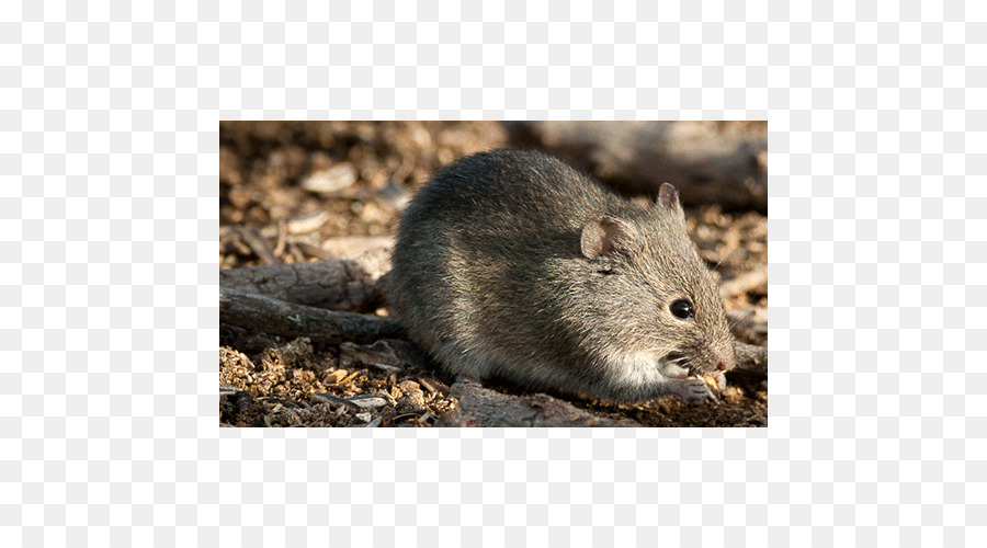 Gerbillo Di Ratto, Criceto Mammifero Roditore - ratto