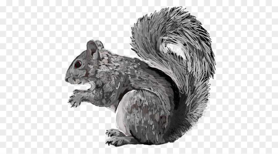 Fox-Eichhörnchen-Fell, Weiße Schnauze - Ost graue Eichhörnchen