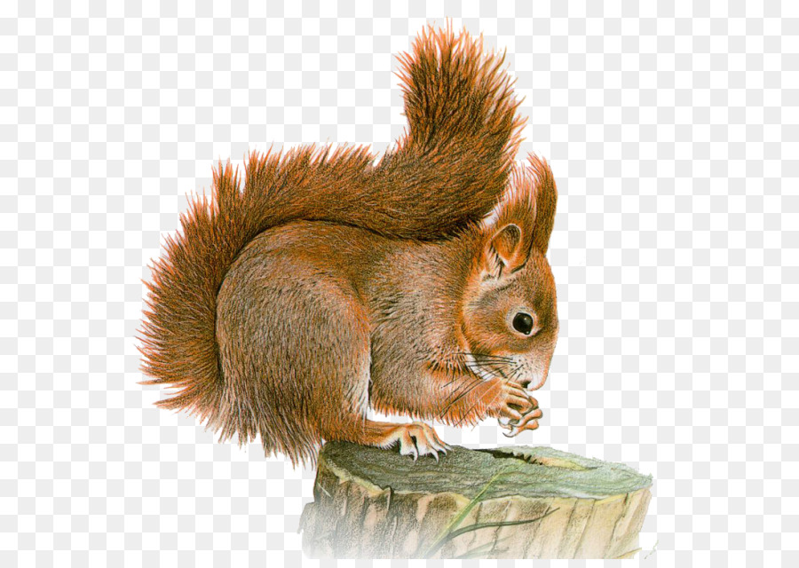 Ost-graue Eichhörnchen Basabizitza Animal Clip art - diese