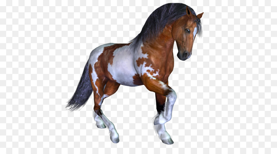 Mustang Stallone Pony Mare cavallo Selvaggio - mustang