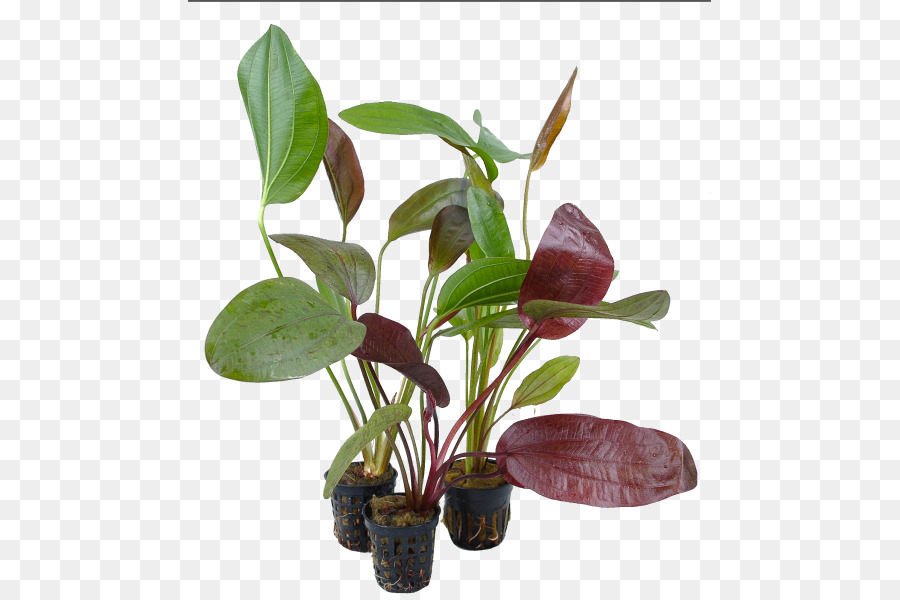 Plant Leaf