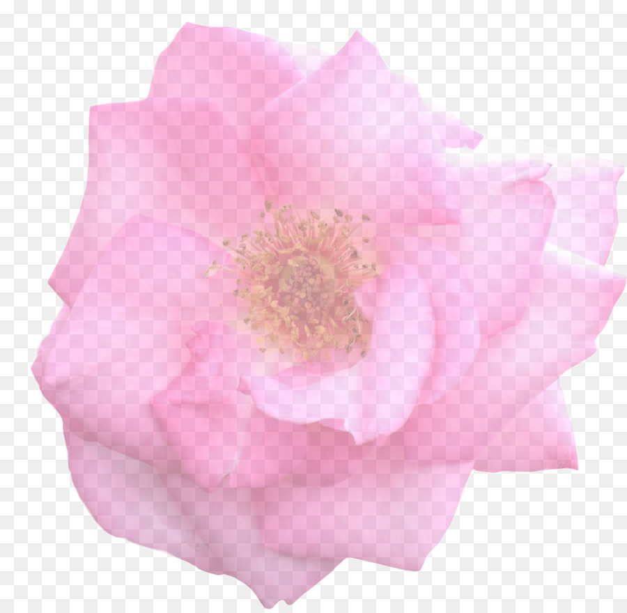 Hoa hồng trong vườn bắp Cải rose Floribunda Cắt Cánh hoa - hoa hồng màu hồng