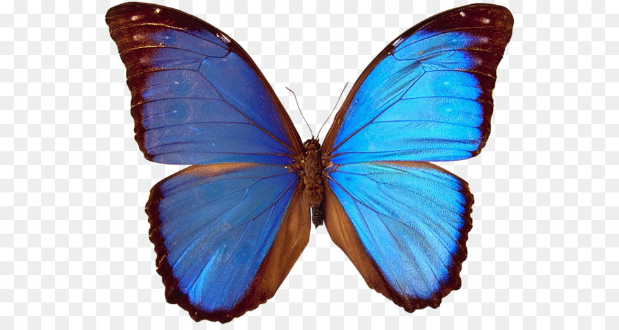 Farfalla Papillon cane Assiale simmetria Bilateria - farfalla