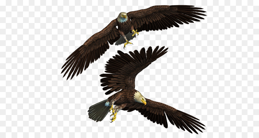 Bald Eagle Bird - Vogel