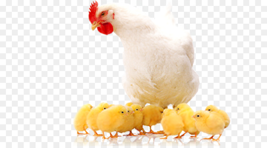 Broiler Huhn als Lebensmittel Geflügelzucht - Huhn
