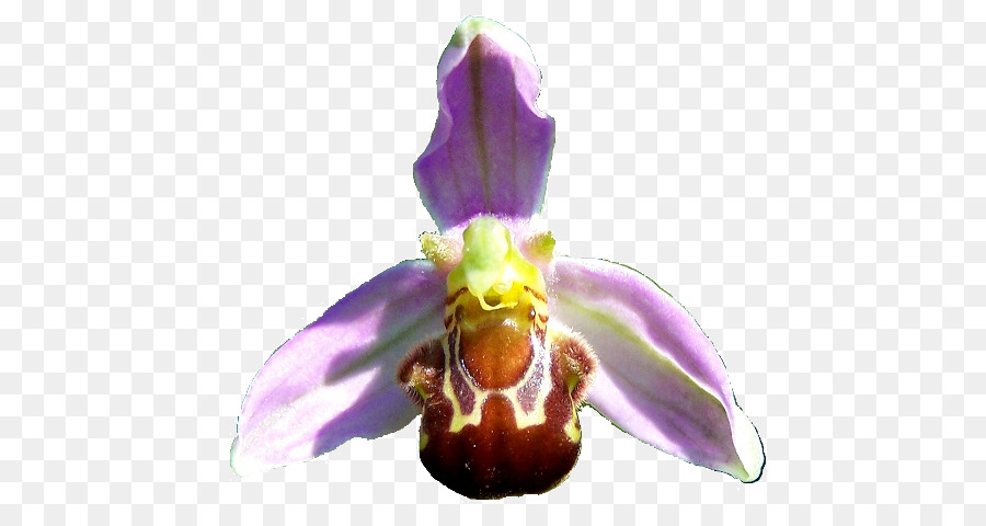 Moth lan Bee Ophrys apifera - con ong