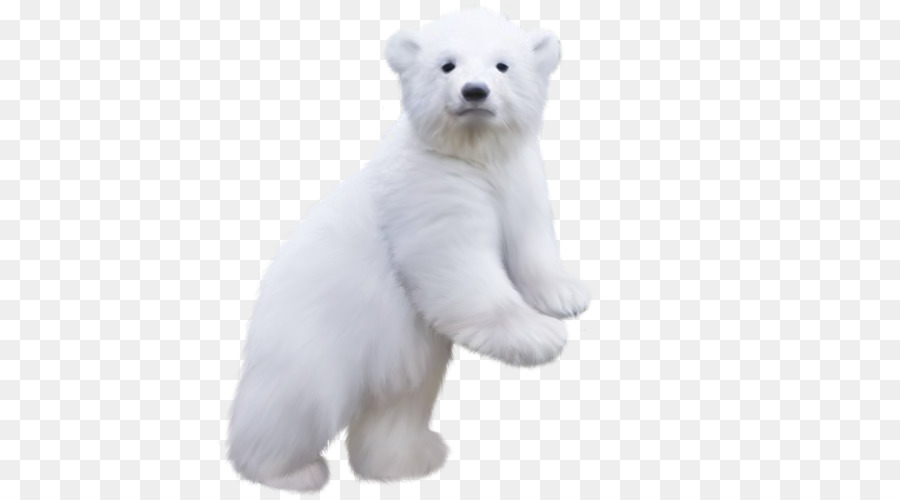 Polar bear clipart - Eisbär