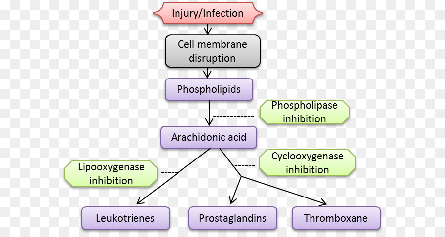 Infiammazione Pielonefrite Metilprednisolone Autoimmunità Stomatite - Farmaci anti infiammatori non steroidei