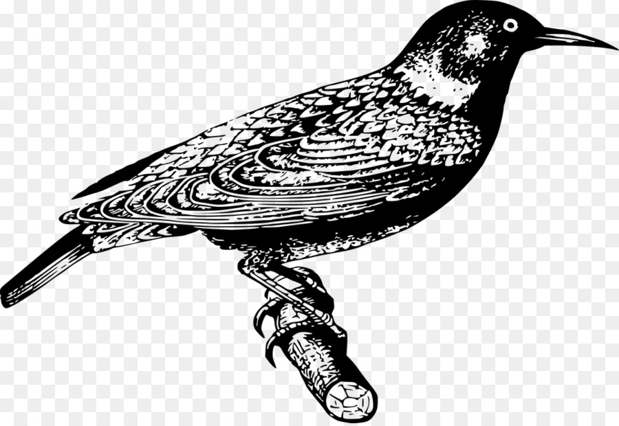 Common starling Vogel-Finken - Vogel