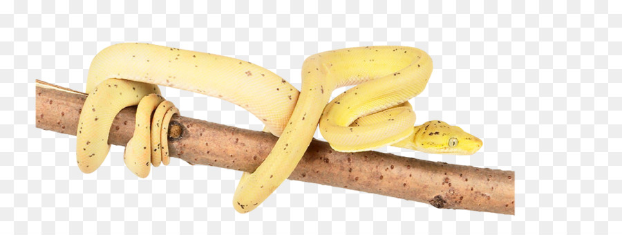 Con rắn độc Cobra Clip nghệ thuật - con rắn