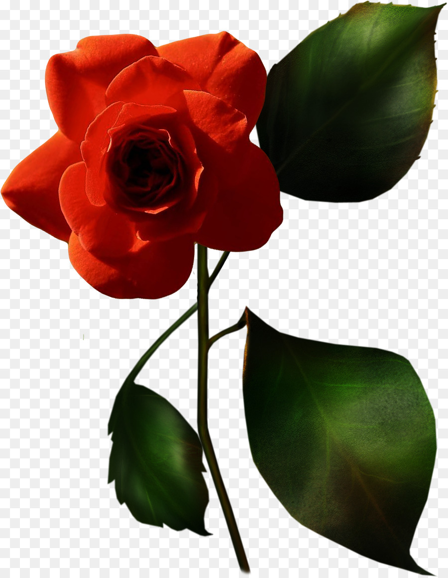 Le rose da giardino China rose, rose francese Blu rosa Fiore - fiore