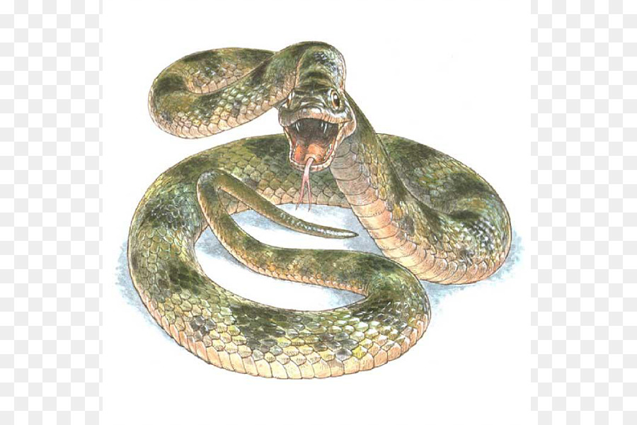 Comune giarrettiera serpente Rettile Color Science - serpente