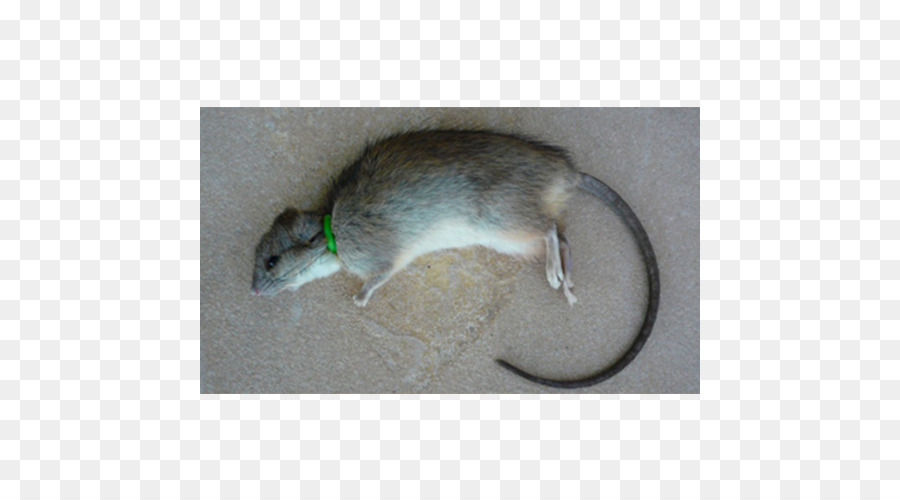 Gerbil Ratte Siebenschläfer Fauna - Ratte